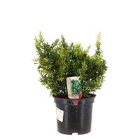 Berberis Thunbergii - 5L Pot