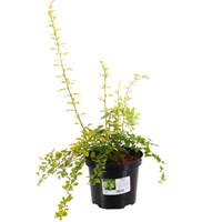 Berberis thunbergii 'Aurea' - 4L Pot