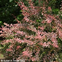 Berberis Thunbergii 'Rose Glow' - 7.5L Pot