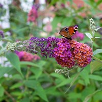 Buddleja 'Flower Power' - 4L Pot