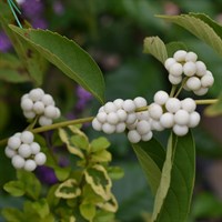 Callicarpa 'Leucocarpa' - 7.5L Pot