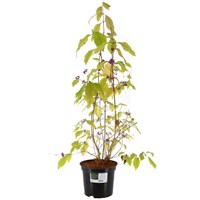 Callicarpa 'Profusion' - 4L Pot