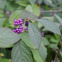 Callicarpa 'Profusion' - 5L Pot