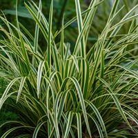 Carex 'Variegatus' - 2L Pot