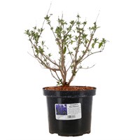 Caryopteris clandonensis 'Blue Balloon' - 4L Pot