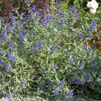 Caryopteris Clandonensis 'Heavenly Blue' - 7.5L Pot