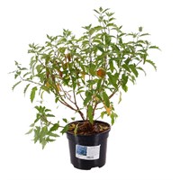 Caryopteris Clandonensis 'Inoveris' Grand Bleu - 7.5L Pot