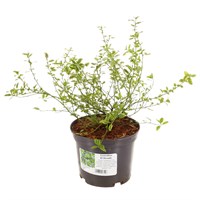 Ceanothus 'El Dorado' - 3L Pot