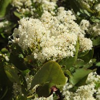 Ceanothus 'Millerton Point' - 4L Pot