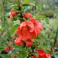Chaenomeles 'Knap Hill Scarlet' - 3L Pot