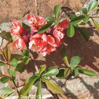 Chaenomeles 'Pink Lady' - 7.5L Pot