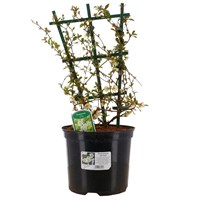 Chaenomeles superba 'Jet Trail' - 7.5L Pot