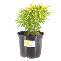 Choisya 'Aztec Gold' - 7.5L Pot