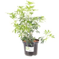Choisya Goldfingers - 4L Pot