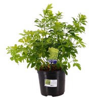 Choisya Ternata 'Brica' - 4L Pot