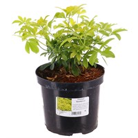 Choisya ternata 'Sundance' - 4L Pot