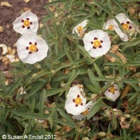 Cistus 'Alan Fradd' - 3L Pot