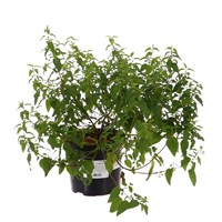 Cistus Corbariensis - 3L Pot