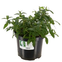 Cistus 'Decumbens' - 3L Pot