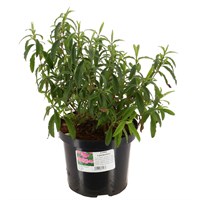 Cistus purpureus - 4L Pot