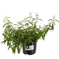 Cistus purpureus 'Alan Fradd' - 4L Pot