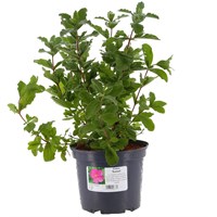 Cistus 'Sunset' - 3L Pot