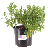 Cistus 'Sunset' - 7.5L Pot