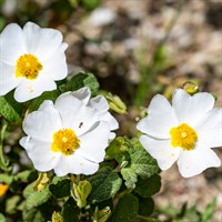 Cistus 'Thrive' - 3L Pot