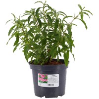 Cistus x Purpureus - 3L Pot