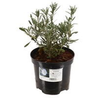 Convolvulus Cneorum - 3L Pot