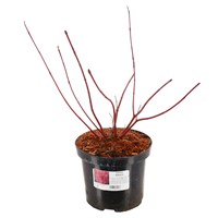 Cornus alba 'Sibirica' - 4L Pot