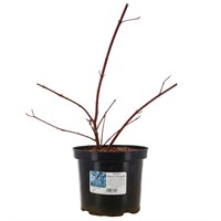 Cornus alba 'Sibirica Variegata' - 7.5L Pot