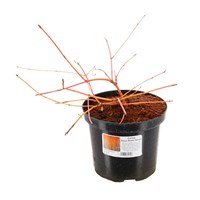 Cornus Anny's Winter Orange' - 7.5L Pot