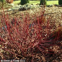 Cornus 'Aurea' - 4L Pot