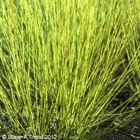 Cornus 'Flaviramea' - 4L Pot