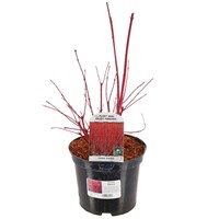 Cornus 'Sibirica' - 7.5L Pot