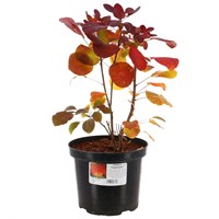 Cotinus Coggygria 'Flamissimo' - 4L Pot