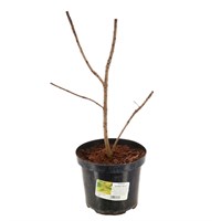 Cotinus Coggygria Golden Spirit - 4L Pot