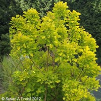 Cotinus Coggygria 'Golden Spirit' - 7.5L Pot