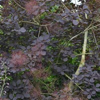 Cotinus 'Royal Purple' - 4L Pot