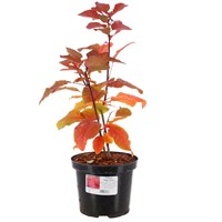 Cotinus 'Ruby Glow' - 4L Pot