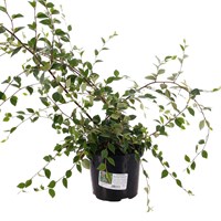 Cotoneaster 'Berried Treasure' - 3L Pot