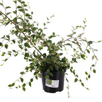 Cotoneaster 'Berried Treasure' - 4L Pot