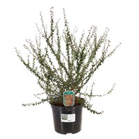 Cotoneaster consp. 'Decorus' - 7.5L Pot