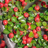 Cotoneaster 'Coral Beauty' - 4L Pot