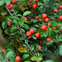 Cotoneaster eichholz - 4L Pot