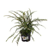 Cotoneaster horizontalis - 3L Pot