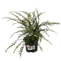 Cotoneaster horizontalis - 4L Pot