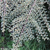Cotoneaster 'Variegatus' - 7.5L Pot