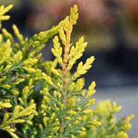 Cupressocyparis 'Castlewellan Gold' - 4L Pot